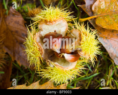 Close up of sweet chestnuts (Castanea sativa) on the floor of the forest, Nottinghamshire England UK Stock Photo