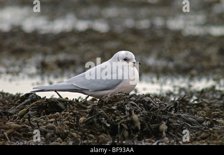 Ross's Gull in adult winter plumage stood on seaweed Stock Photo
