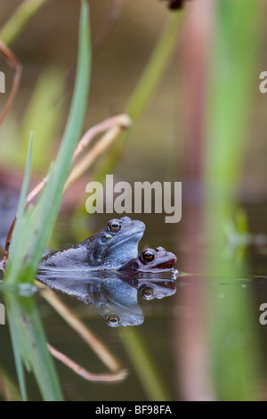 Common frogs mating time, England UK Stock Photo