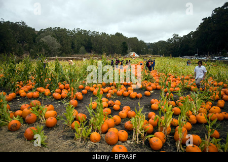 Half Moon Bay, CA; Field of corn stalks and pumpkins near the 2009 Half Moon Bay Art and Pumpkin Festival. Stock Photo