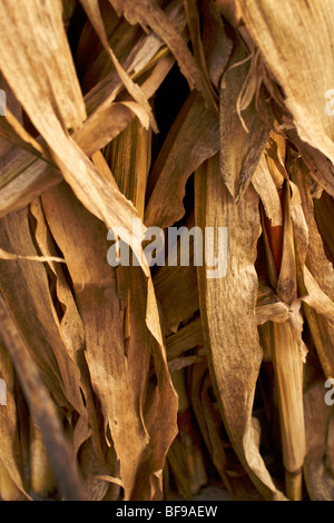 Ohio dried corn stalks in the Fall standing in the field Stock Photo