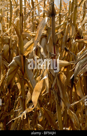 Ohio dried corn stalks in the Fall standing in the field Stock Photo