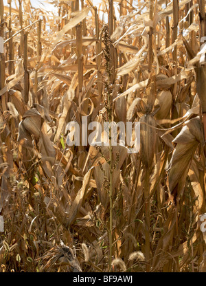 Ohio dried corn stalks in the Fall standing in the field Stock Photo