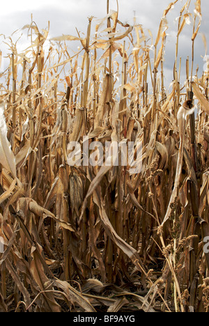 Ohio dried corn stalks in the Fall standing in the field Stock Photo