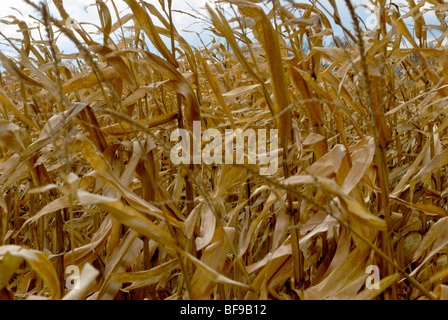Ohio dried corn stalks in the Fall standing in the field Stock Photo