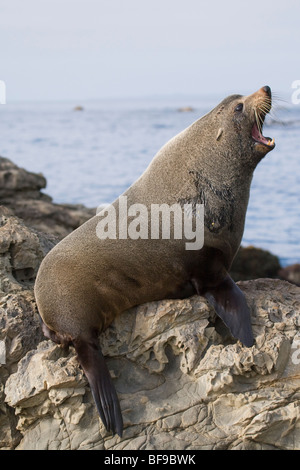 New Zealand fur seal (Arctocephalus forsteri) yawning on the rocks at Kaikoura, New Zealand Stock Photo