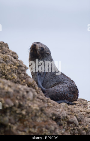 New Zealand fur seal pup (Arctocephalus forsteri) grooming on rock at Patons Rock, New Zealand Stock Photo