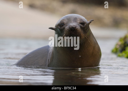 New Zealand fur seal pup (Arctocephalus forsteri) swimming in rock pool at Wharaiki Beach, New Zealand Stock Photo
