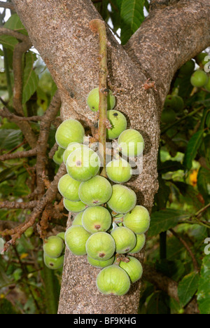 Ficus racemosa, Indian Fig tree, tree with fruits developed along trunk ...