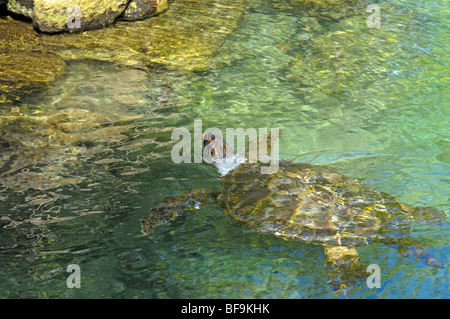 White Turtle (Chelonia mydas mydas) atTurtle nursery. Xcaret. Playa del Carmen. Quintana Roo state. Mayan Riviera. Yucatan Penin Stock Photo