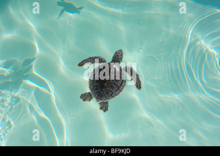 White Turtle (Chelonia mydas mydas) atTurtle nursery. Xcaret. Playa del Carmen. Quintana Roo state. Mayan Riviera. Yucatan Penin Stock Photo