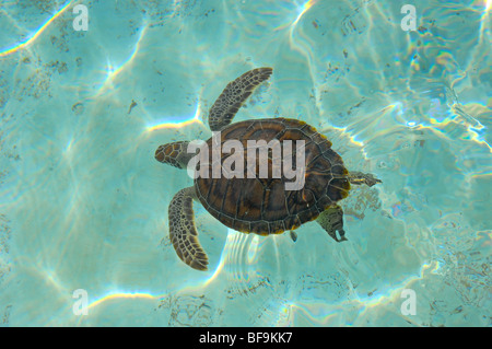 White Turtle (Chelonia mydas mydas) atTurtle nursery. Xcaret. Playa del Carmen. Quintana Roo state. Mayan Riviera. Yucatan Penin Stock Photo