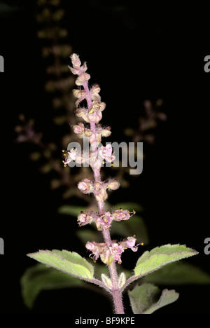 Holy basil Thulsi medicinal plant in kerala Stock Photo Alamy