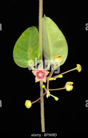 Flowers of Tylophora sp. Stock Photo