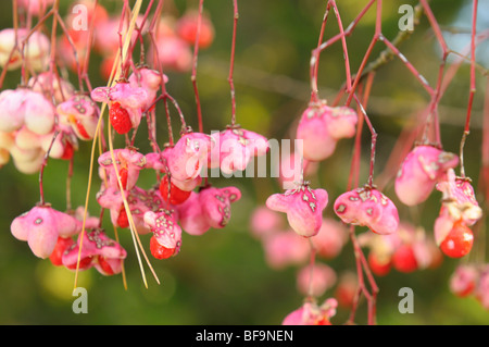 Autumn Fruits. Stock Photo