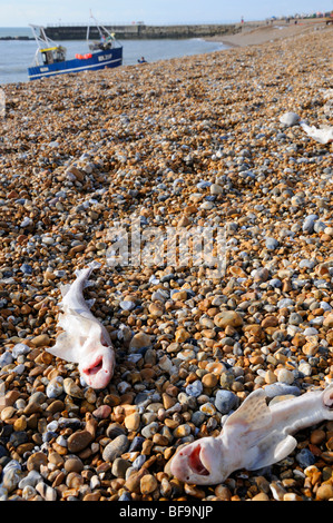 Hastings, East Sussex, England, UK. Dead Lesser Spotted Dogfish (Scyliorhinus canicula) on the pebble beach Stock Photo