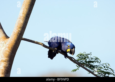 Hyacinth Macaw, Pantanal, Brazil Stock Photo