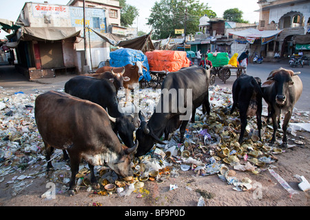 Cows eating garbage on the street in Ajmer in Rajasthan India Stock Photo