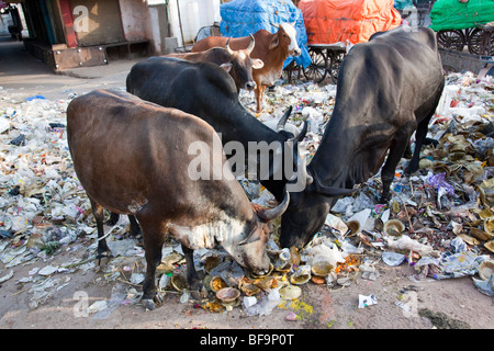 Cows eating garbage on the street in Ajmer in Rajasthan India Stock Photo