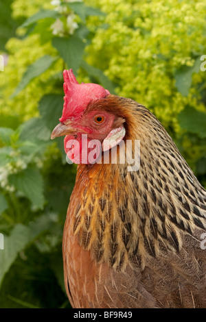 Brown Leghorn hen chicken, England UK Stock Photo