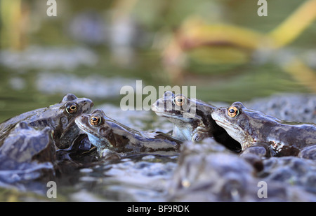 Common frogs mating time, England UK Stock Photo