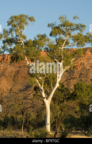 Ghost gum, MacDonnell Ranges, Central Australia Stock Photo