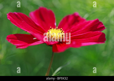 Deep pinky red Cosmos flower Stock Photo