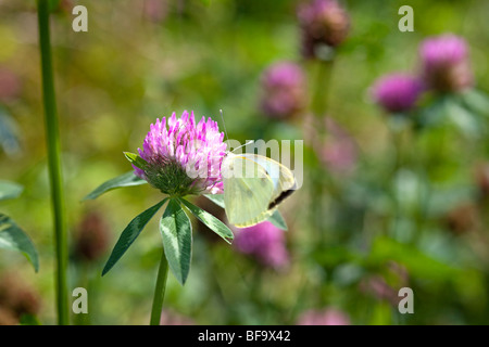 Small white butterfly on clover Stock Photo