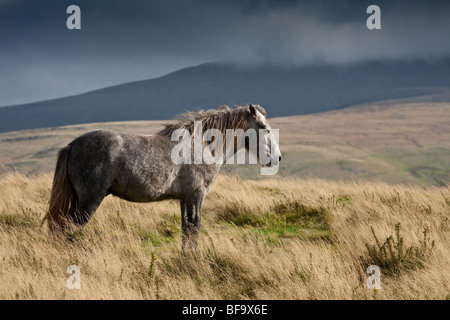 GREY WELSH MOUNTAIN PONY ON MOUNTAINSIDE BRECON BEACONS NATIONAL PARK SOUTH WALES Stock Photo