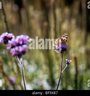Painted lady butterfly on Verbena bonariensis Stock Photo