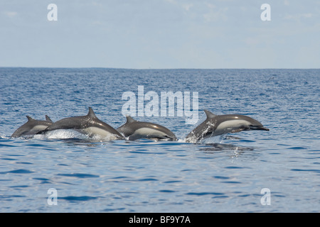 A group of Short-beaked Common Dolphin, Delphinus delphis, porpoising, Costa Rica, Pacific Ocean. Stock Photo