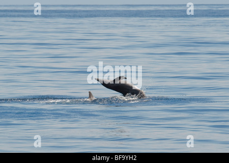 Rough-toothed Dolphin, Steno bredanensis, breaching, Costa Rica, Pacific Ocean. Stock Photo