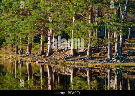 Native Pine woodland at Loch an Eilean Rothiemurchus Aviemore Strathspey Inverness-shire Highland Scotland  SCO 5526 Stock Photo