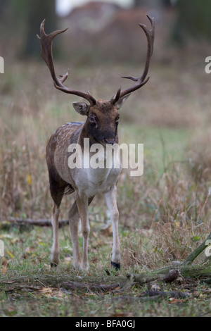 Fallow Deer aggressive stance Stock Photo