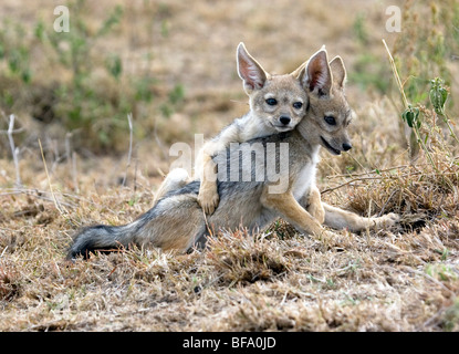 Jackal cubs playing Stock Photo