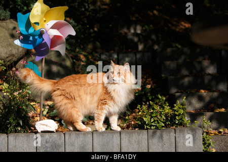 domestic cat, house cat, Norwegian Forest cat (Felis silvestris f. catus), 5 years old cat standing on a wall, Germany Stock Photo