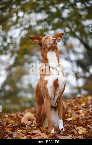 mixed breed dog (Canis lupus f. familiaris), Podenco sitting in autumn foliage, Germany Stock Photo