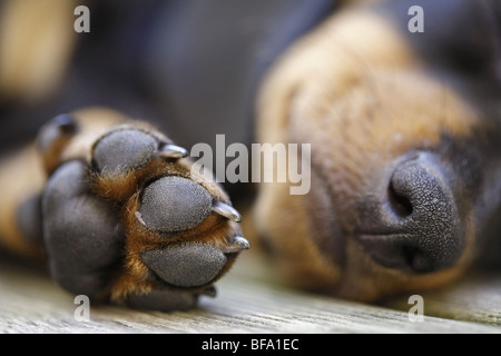 Short-haired Dachshund, Short-haired sausage dog, domestic dog (Canis lupus f. familiaris), puppy lying on the ground sleeping, Stock Photo