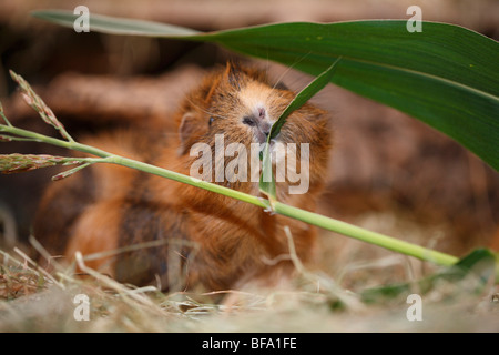 cavy, guinea pig (Cavia spec.), nibbing a grass blade Stock Photo