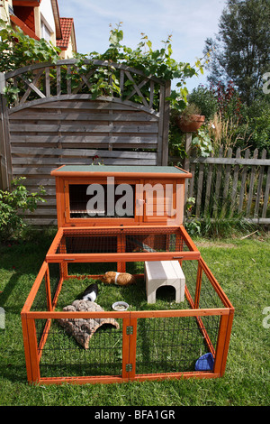 cavy, guinea pig (Cavia spec.), in a open-air enclosure, Germany Stock Photo