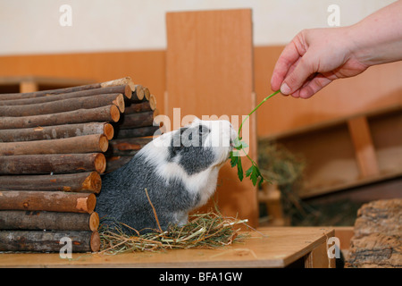 cavy, guinea pig (Cavia spec.), in cage, feeding on parsley Stock Photo