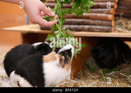 cavy, guinea pig (Cavia spec.), in cage, feeding on parsley Stock Photo