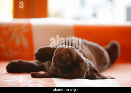 Labrador Retriever (Canis lupus f. familiaris), brown 6 weeks old puppy lying on sofa sleeping, Germany Stock Photo