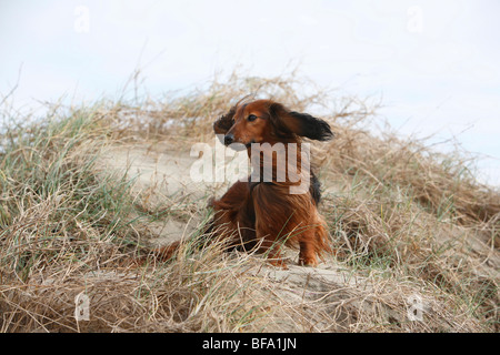 Dachshund, sausage dog, domestic dog (Canis lupus f. familiaris), dwarf sausage dog sitting in the windy dunes, Germany Stock Photo