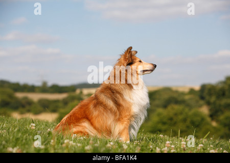 Shetland Sheepdog (Canis lupus f. familiaris), sitting in a meadow, Germany