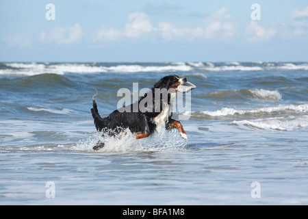 Bernese Mountain Dog (Canis lupus f. familiaris), retrieving a shoe from the sea, Germany Stock Photo