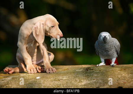 Weimaraner (Canis lupus f. familiaris), sitting on a trunk with a grey parrot, Psittacus erithacus Stock Photo