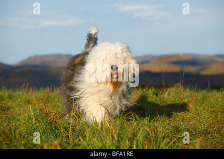 Old English Sheepdog, Bobtail (Canis lupus f. familiaris), running over a meadow, Germany Stock Photo