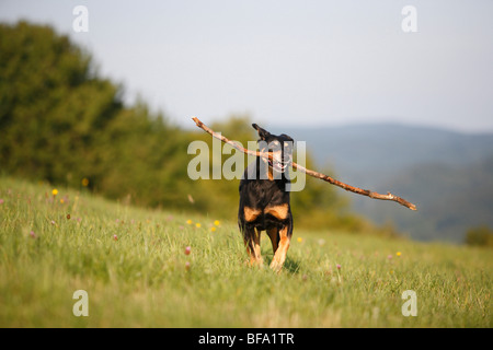 mixed breed dog (Canis lupus f. familiaris), 10 years old black and red Dobermann mix with a stick in the mouth, Germany mixed breed dog (Canis lupus f. familiaris), 10 years old black and red Dobermann mix with a stick in the mouth, Germany