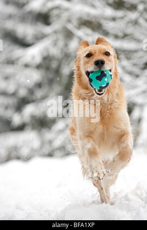 Golden Retriever (Canis lupus f. familiaris), running through the snow with a ball in its mouth, Germany Stock Photo